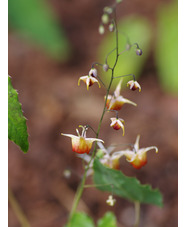 Epimedium 'Rik'