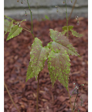 Epimedium 'Rik'