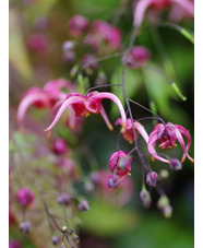 Epimedium 'Rouge Star'