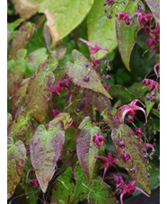 Epimedium 'Rouge Star'