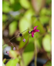 Epimedium x rubrum 'Galadriel' 