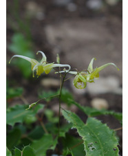 Epimedium 'Spine Tingler'