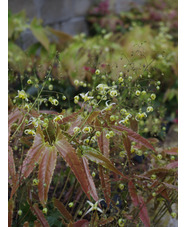 Epimedium 'Spine Tingler'