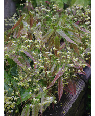 Epimedium 'Spine Tingler'