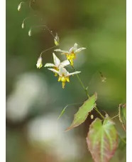 Epimedium 'Valor'
