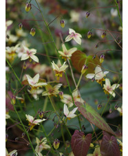 Epimedium 'Valor'
