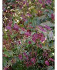 Epimedium 'Valor'