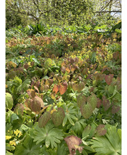 Epimedium x perralchicum 'Fröhnleiten'