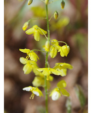 Epimedium x perralchicum 'Fröhnleiten'