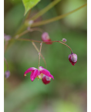Epimedium x rubrum