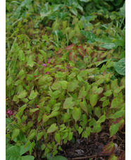 Epimedium x rubrum
