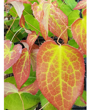 Epimedium x rubrum 'Galadriel' 