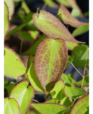 Epimedium x rubrum 'Galadriel' 