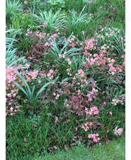 Epimedium x versicolor 'Discolor'