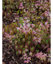 Epimedium x versicolor 'Discolor'