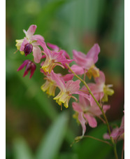 Epimedium x versicolor 'Discolor'