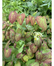 Epimedium x versicolor 'Sulphureum'