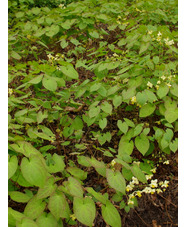 Epimedium x versicolor 'Sulphureum'