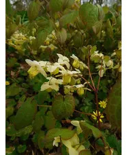 Epimedium x versicolor 'Sulphureum'