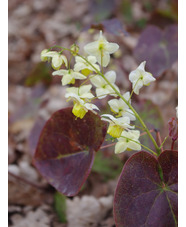 Epimedium x versicolor 'Sulphureum'