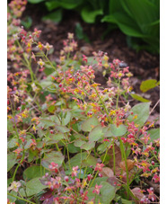 Epimedium x warleyense