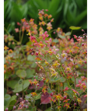 Epimedium x warleyense