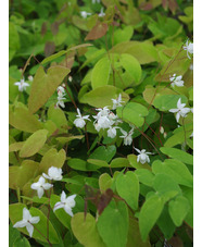 Epimedium x youngianum 'Niveum'