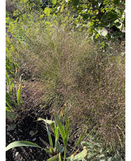 Eragrostis trichodes