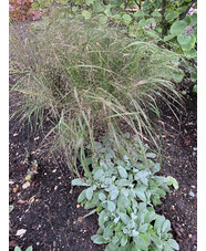 Eragrostis trichodes