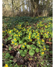 Eranthis hyemalis Freshly dug