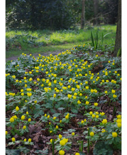Eranthis hyemalis Freshly dug