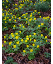 Eranthis hyemalis Freshly dug