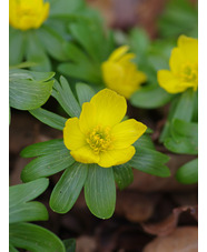 Eranthis hyemalis Freshly dug