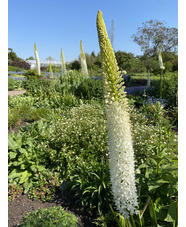 Eremurus himalaicus (DB)