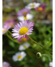 Erigeron karvinskianus