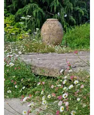 Erigeron karvinskianus