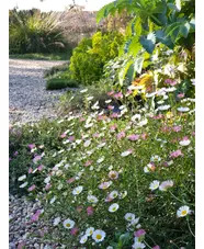 Erigeron karvinskianus