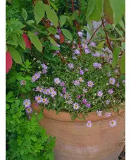 Erigeron karvinskianus 'Lavender Lady'