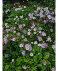 Erigeron karvinskianus 'Lavender Lady'