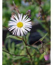 Erigeron 'Schneewittchen'