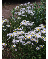 Erigeron 'Schneewittchen'