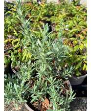 Eriogonum fasciculatum