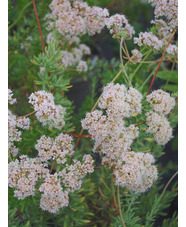 Eriogonum fasciculatum
