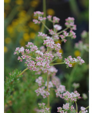 Eriogonum fasciculatum