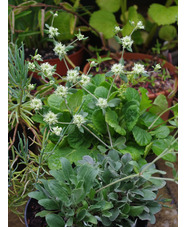 Eriogonum jamesii var. jamesii