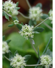 Eriogonum jamesii var. jamesii