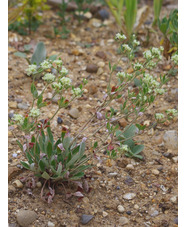 Eriogonum jamesii var. jamesii