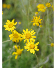 Eriophyllum lanatum