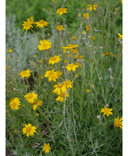 Eriophyllum lanatum