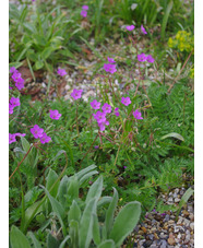 Erodium acaule